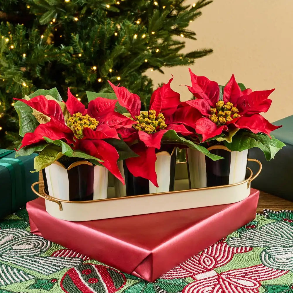 Courtly Stripe Poinsettia Triple Potted Blooms Secondary image