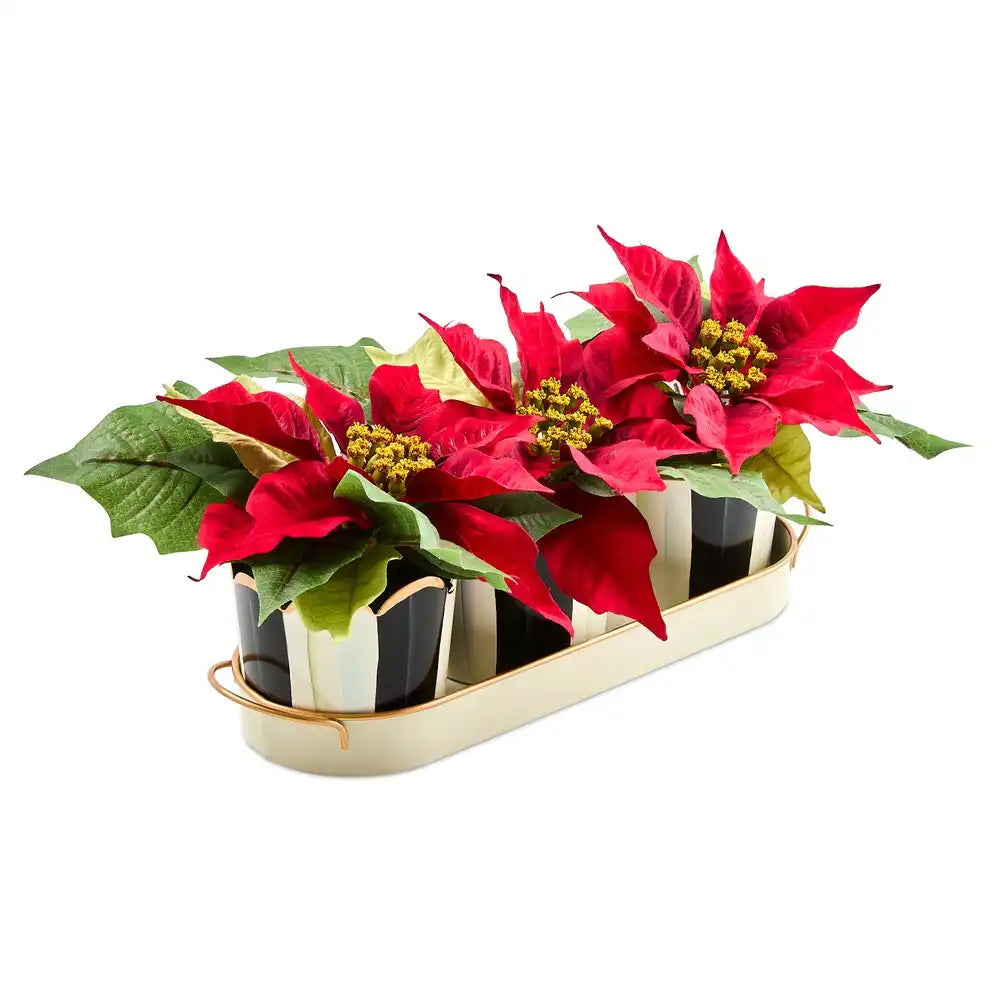 Courtly Stripe Poinsettia Triple Potted Blooms Main image